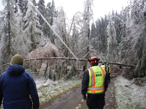 Rapid Response Team personnel survey a downed tree during the 2016 Ice Storm Response.